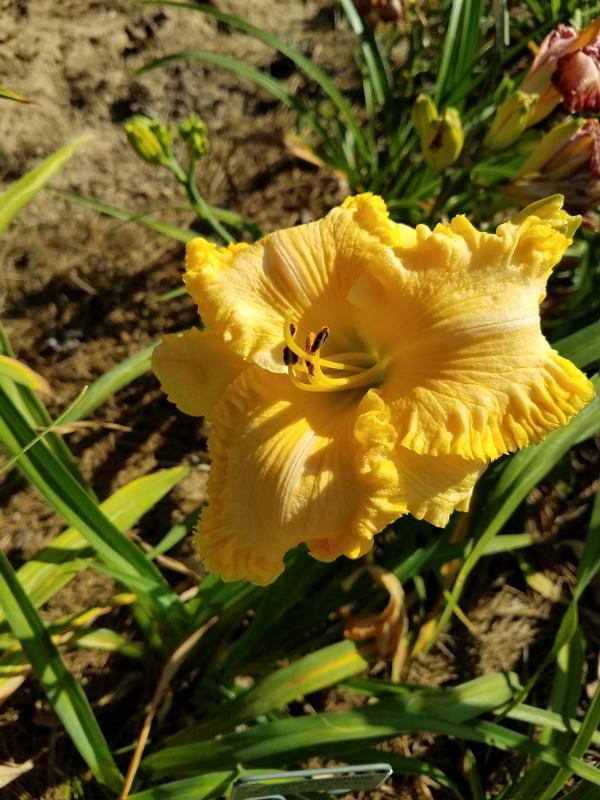 Georgia Sunshine